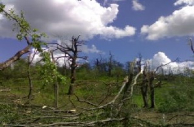 Ураганният вятър изкорени 100-годишни дървета