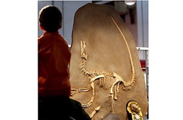 Екскременти на динозавър продадени за $ 1000