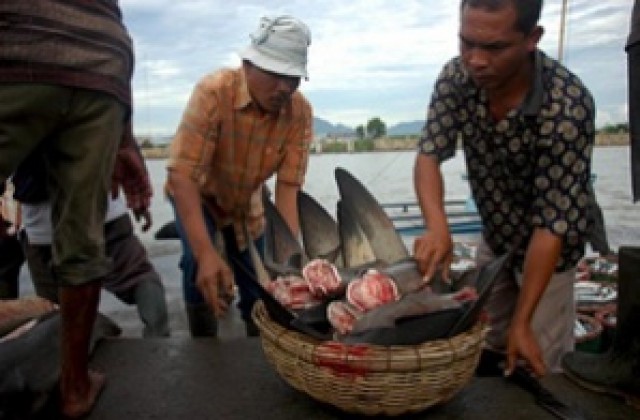 Ще внасяме риба от Еквадор, Виетнам и Индия