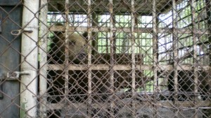 Бюрократични спънки пред новия дом на мечките в Лесопарка