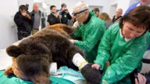 Немски зъболекар лекува мечките в Белица