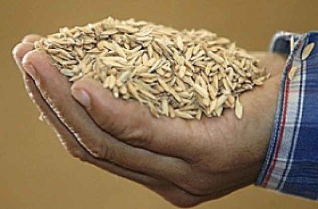 ФАО: Проблемът с глада може да се задълбочи въпреки добрата реколта