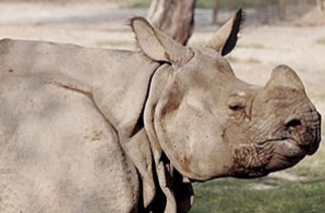 Рядък носорог не желае да бъде сниман