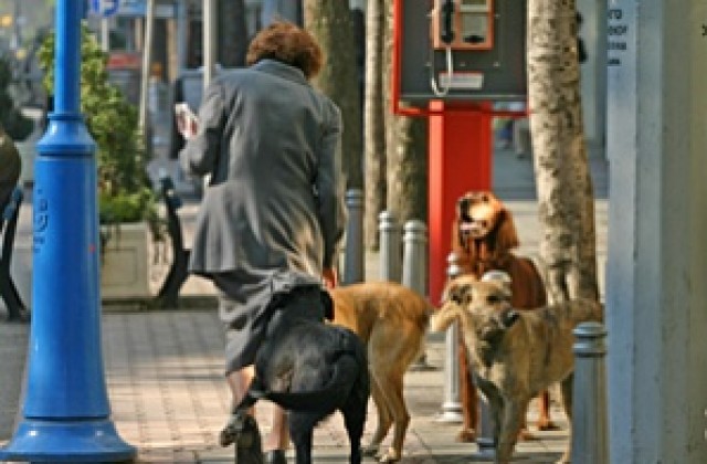 Бум на заболели от кучешка тения в Разградско