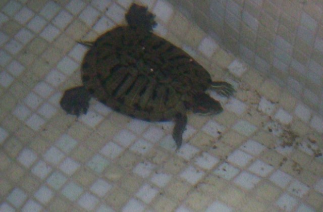 Хищна костенурка във фонтана в Казанлък