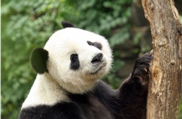 Евакуират всички панди от района на земетресението в Китай