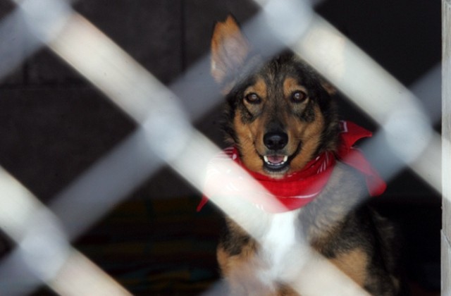 Приют за безпомощни улични кучета откриха в столицата