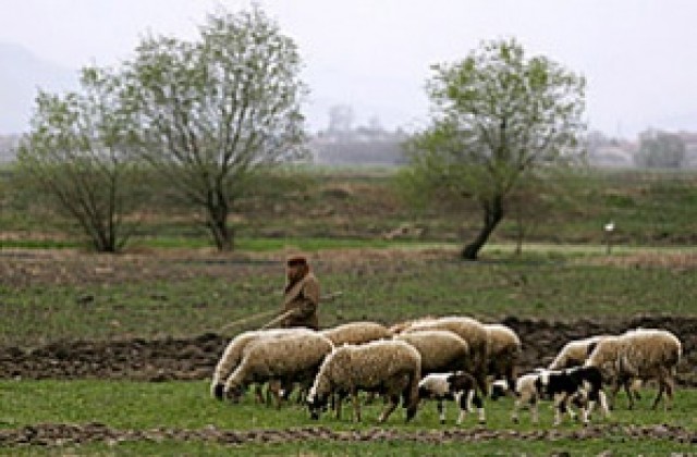 Овцевъди от Кърджалийско протестираха срещу неизплатени субсидии