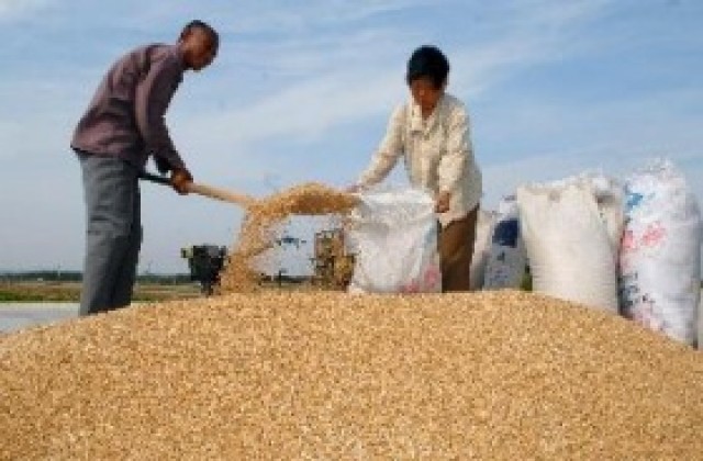 Държавният резерв излиза на борсите за изкупуване на пшеница