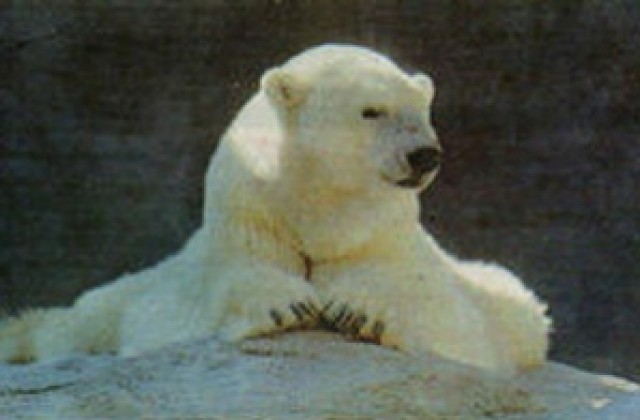 Умира най-старата полярна мечка, отгледана в зоопарк