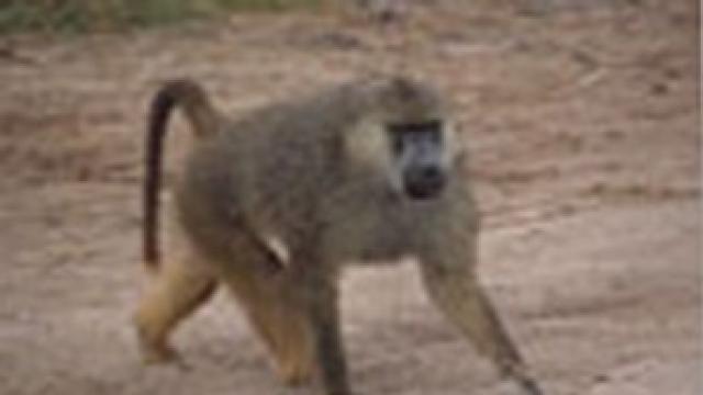 Китайски учени разшифроваха генома на 27 вида примати