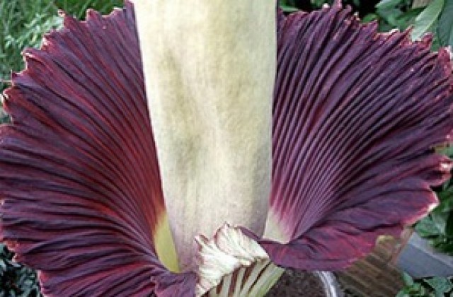 В Белгия цъфна растението с най-голямото цвете в света