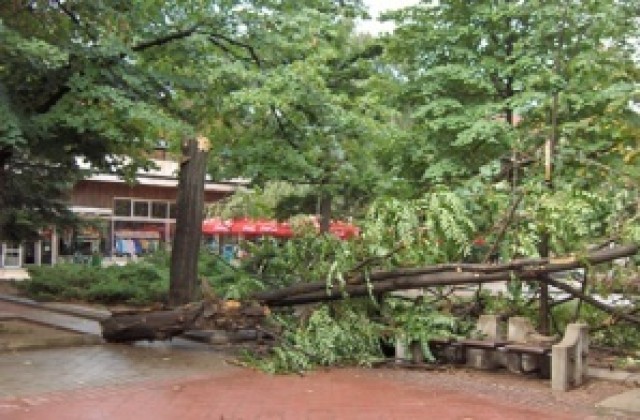 Силна буря повали дървета в центъра на Враца