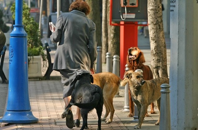 София застрашена от бяс сред бездомните кучета