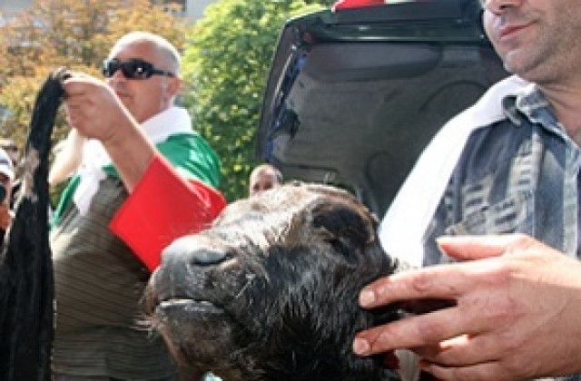 Стотина животновъди от региона на протеста в столицата