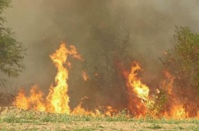 Пожар бушува в боров масив край свиленградско село
