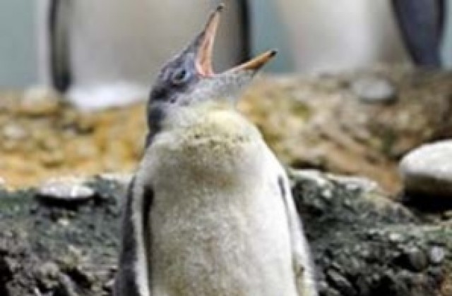 Пингвин - произведен в рицарско звание
