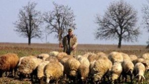 Има съмнения за рядка болест по овцете в добричко село