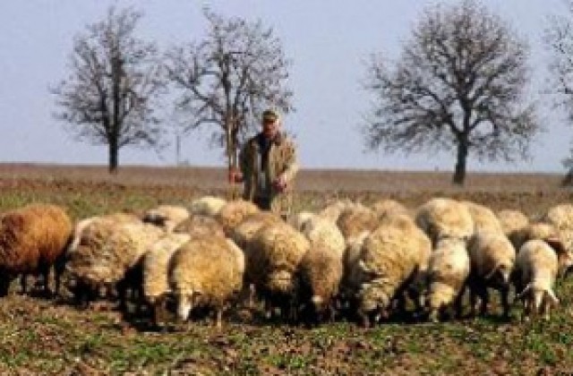 Има съмнения за рядка болест по овцете в добричко село