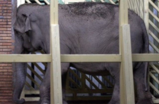 Китайски слон излекуван от наркозависимост
