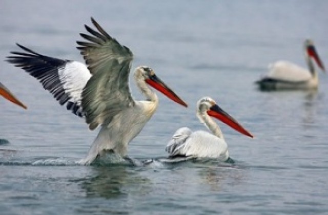 Горещините бавят миграцията на пеликаните от „Сребърна”