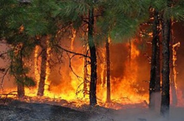 Горски пожар избухна край Бургас