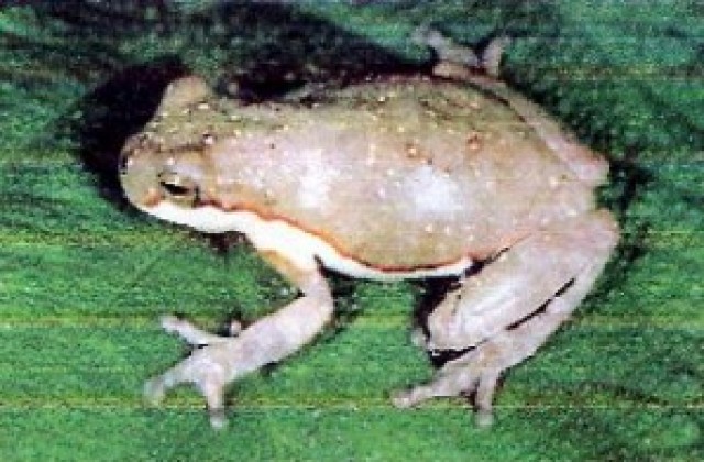 Откриха най-рядката дървесна жаба