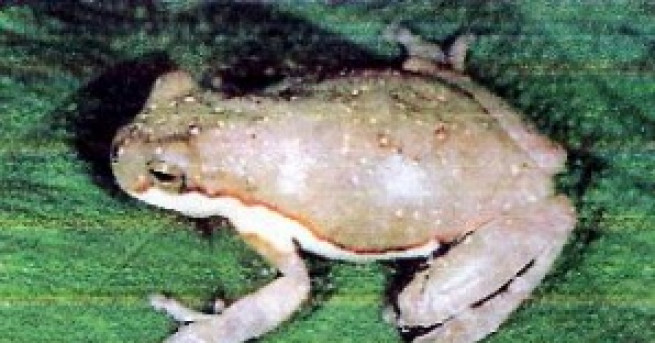 Нашествие на гигантски отровни жаби чиято отрова убива домашен любимец
