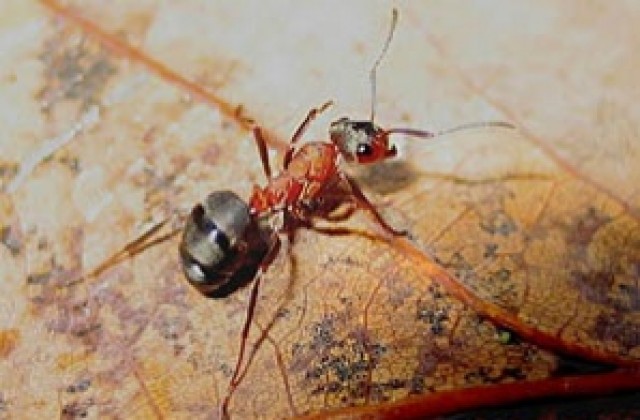 Германски учени откриха най-старата мравка на Земята