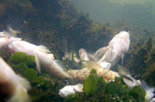 Мъртва риба задръсти рибарското селище край Варна