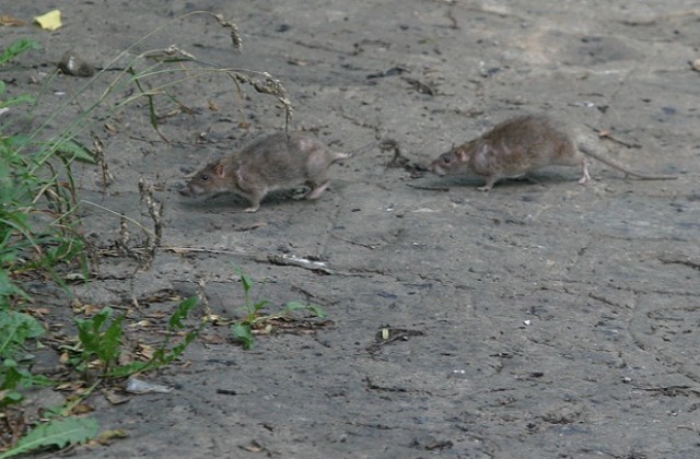 Генетиката на мишките разкрива човешката история