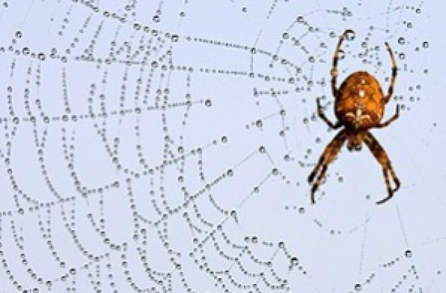 Защо женските паяци изяждат мъжките