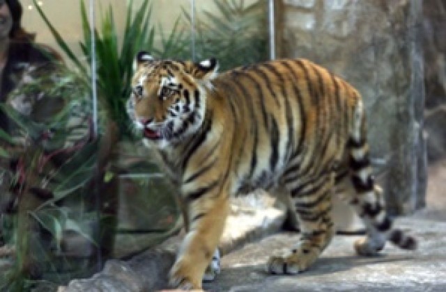 Тигри бягат от мексикански цирк и сеят паника
