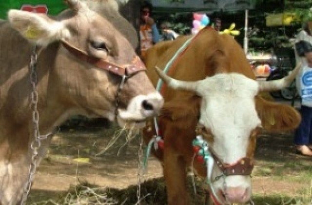 Приемат заявления за национални доплащания за краве мляко