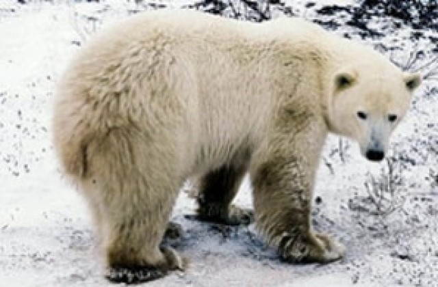 Умря най-старата полярна мечка в света, отгледана в зоопарк