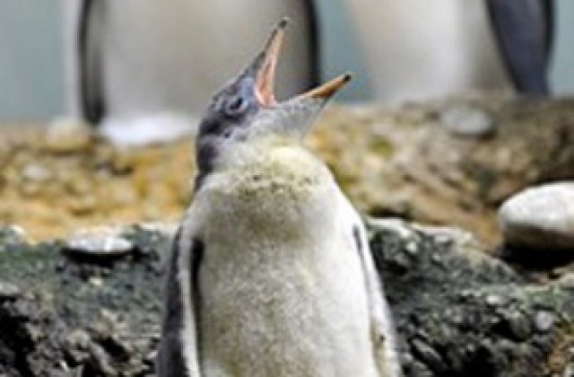 Откриха изчезнал вид  пингвин от преди 500 години