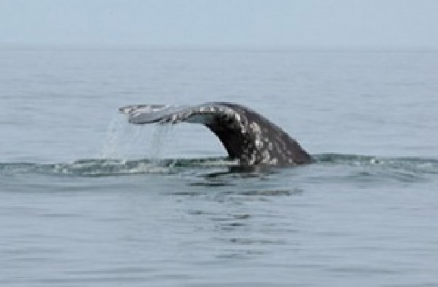 Стартира нова кампания срещу лова на китове