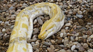 За питона в гаража или за комшулука