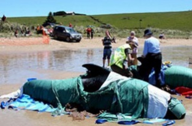 150 кита загинаха край бреговете на Австралия
