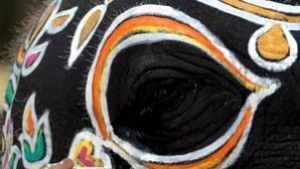 Как се обучават птици в слонско училище