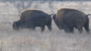 В България вече се отглеждат бизони