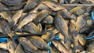 Можем да изнасяме риба и рибни продукти на руския пазар