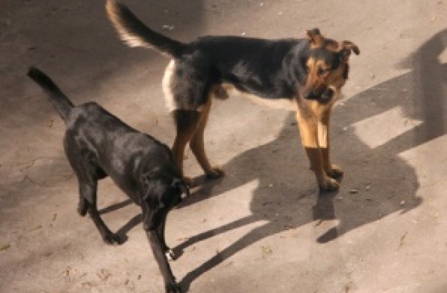 Затварят бившия изолатор за бездомни кучета в Хасково