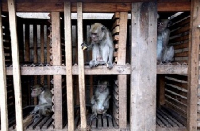 Откраднаха редки маймуни от зоопарк във Франция