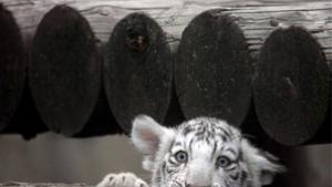 Таймс Само сибирските тигри не мръзнат в България