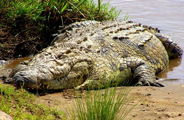 Масов мор на крокодили в Южна Африка