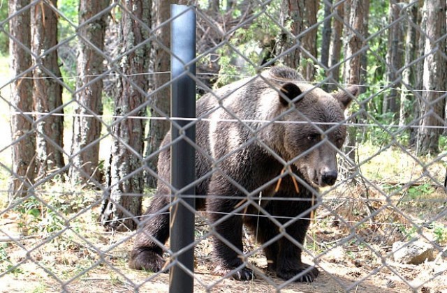 Кафявата мечка Йоана от ловешкия зоопарк роди две мечета