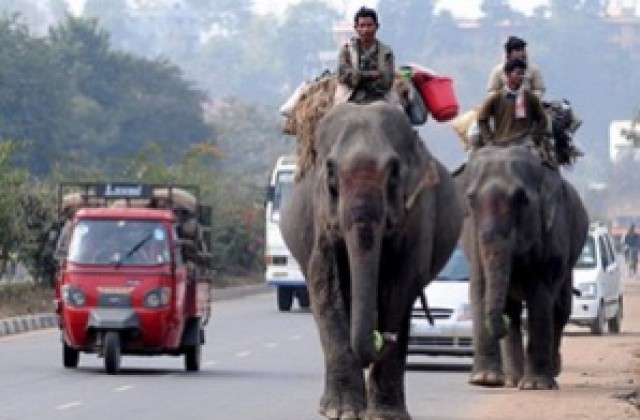 Разбеснели се слонове стъпкаха семейство в Индия