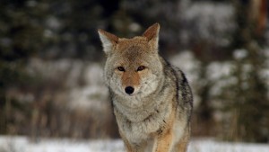 Бесен чакал влезе в разградско село убиха го с кол