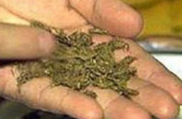11,4 тона марихуана откриха в хангар в Мексико